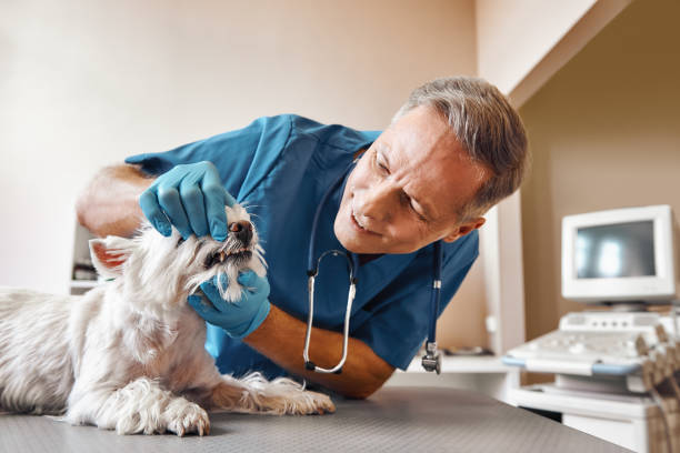 Best Emergency Dental Services Near Me  in Manchester, MD